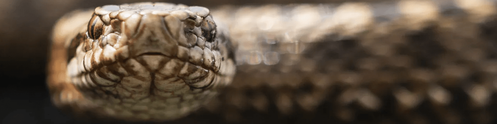 Mad as a Cut Snake 